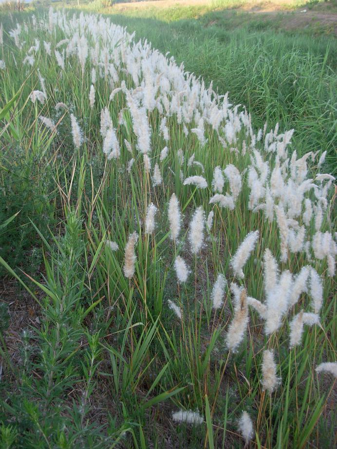 Imperata cylindrica e Phragmites australis